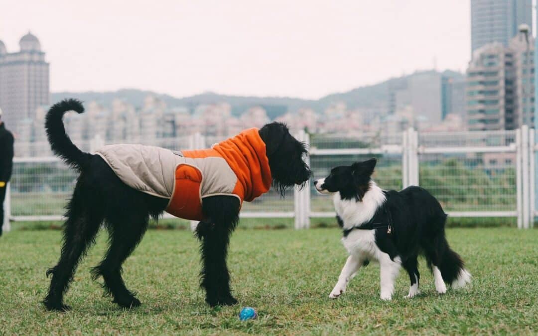 Unleashing Adventure: The Amazing Benefits Dog Parks in Arlington Virginia