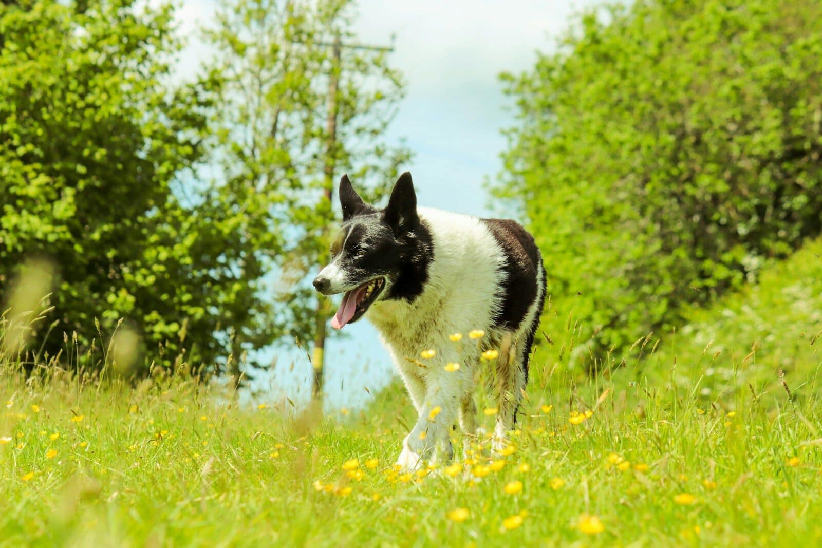 black and white border collie puppy on green grass field during daytime