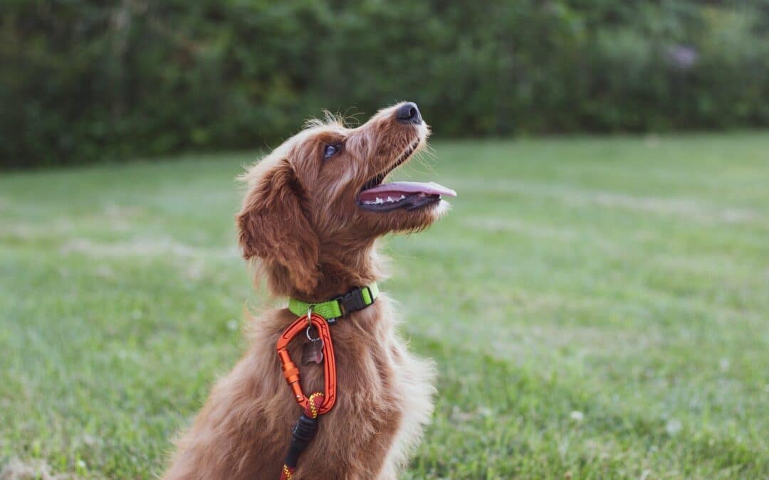 Superior Dog Training in Arlington, Virginia