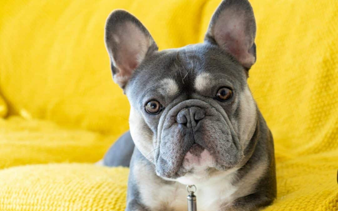 The Top 10 Laziest Dog Breeds That Are Perfect for Relaxed Owners