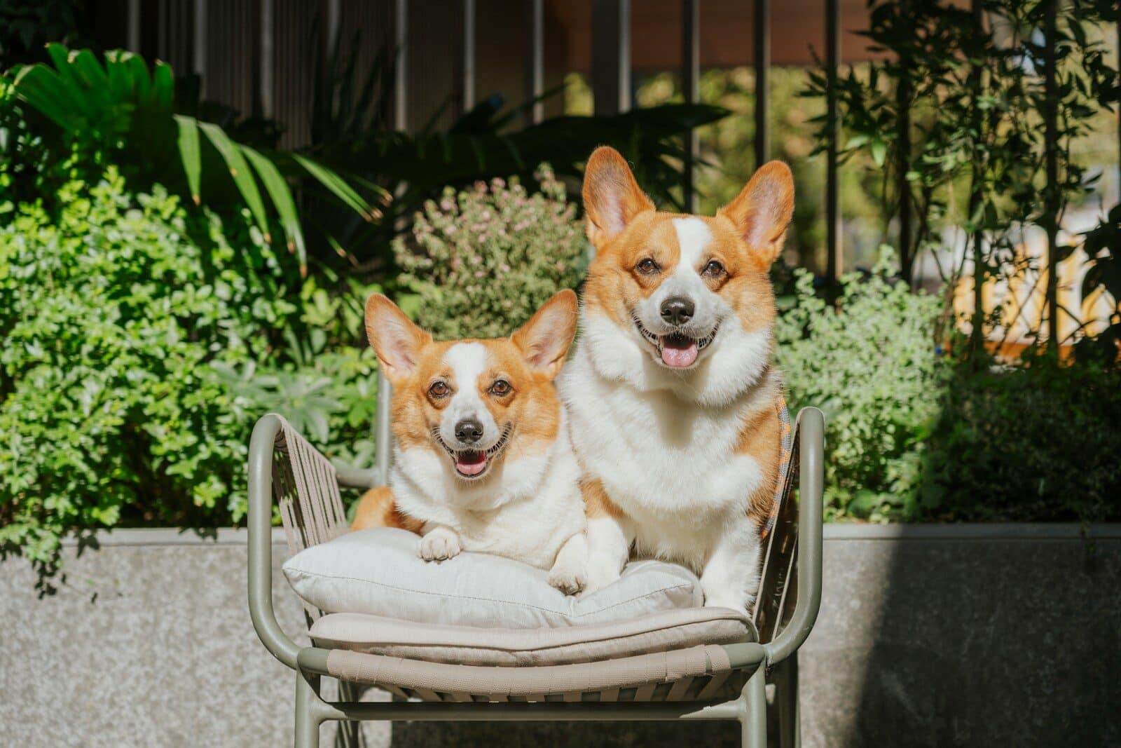 Two corgis sitting on a chair outdoors.