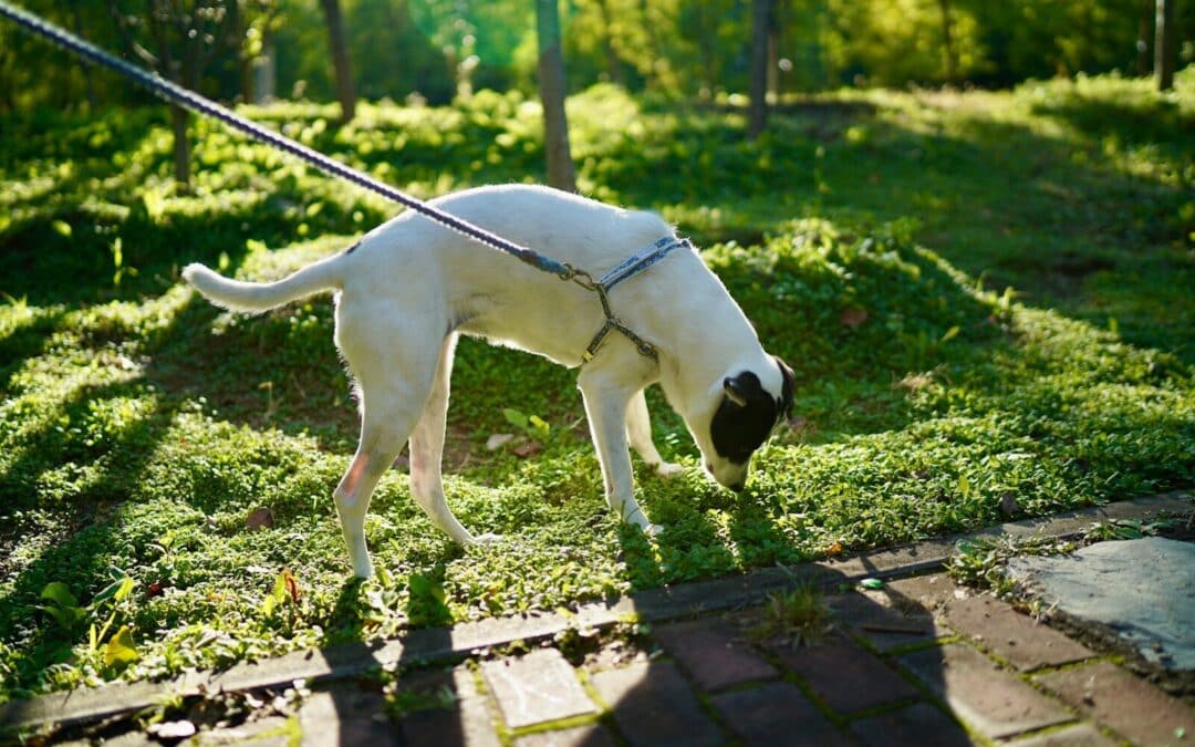 Finding The Pawsitively Perfect Dog Sitter | Tips for Every Dog Owner