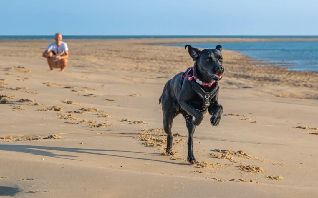 How to Calm Down a Hyper Dog and Create a Harmonious Environment