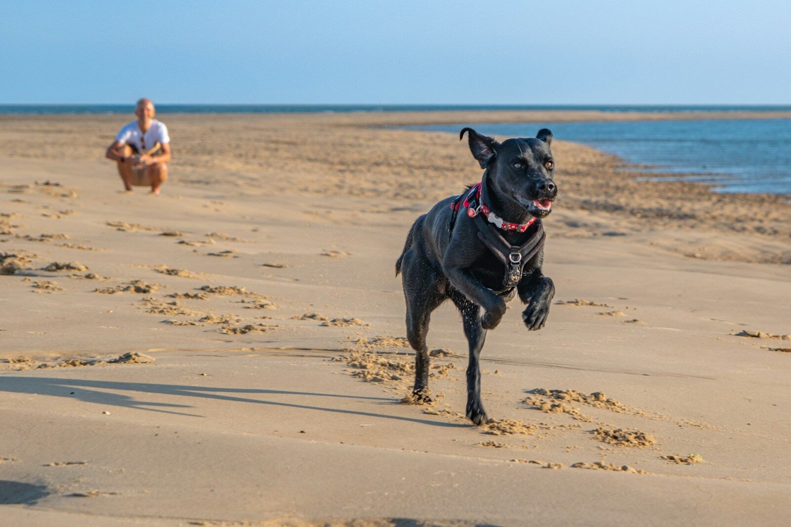 Black dog running on sandy beach with person