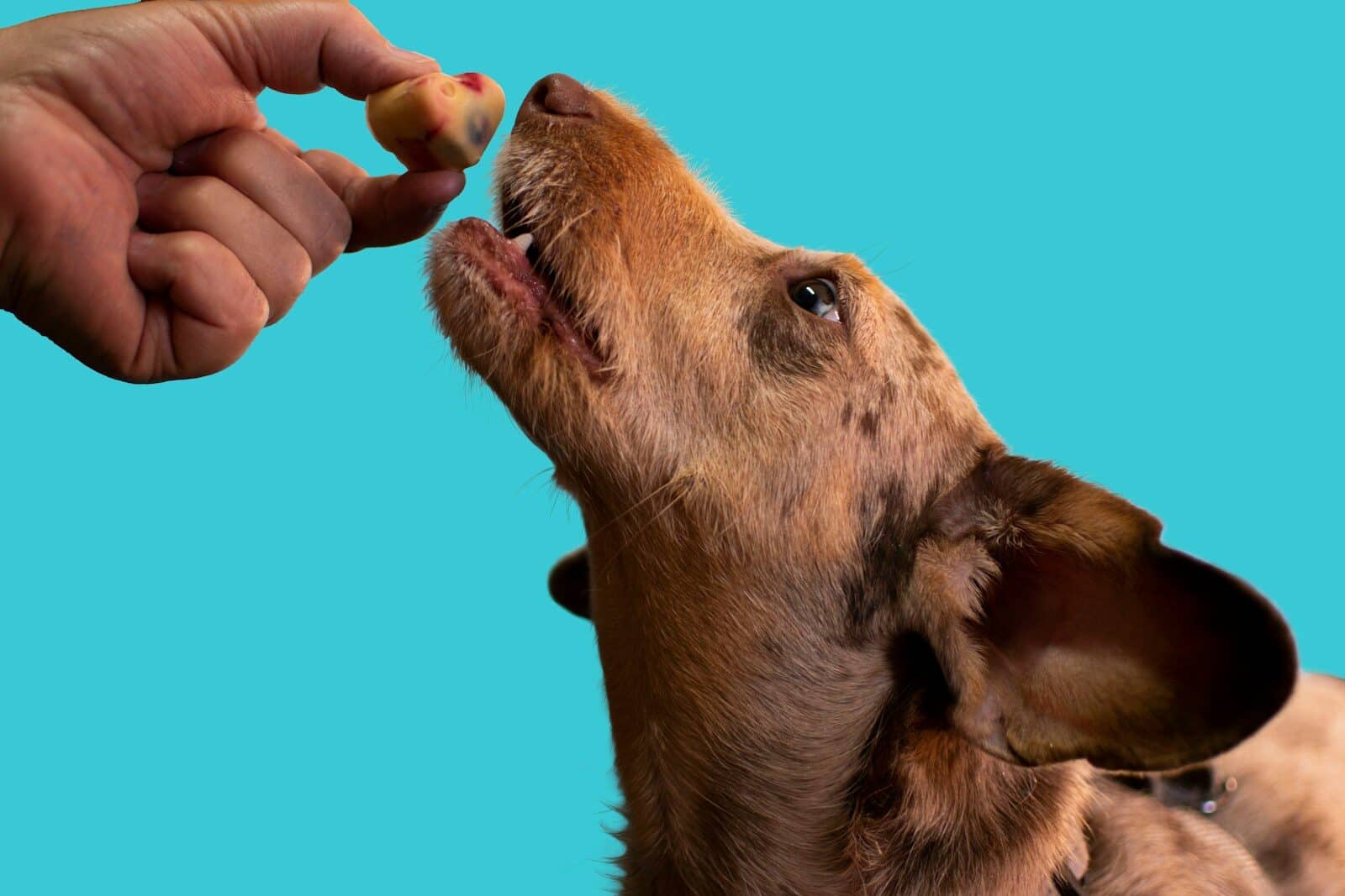 a dog licking a person's hand