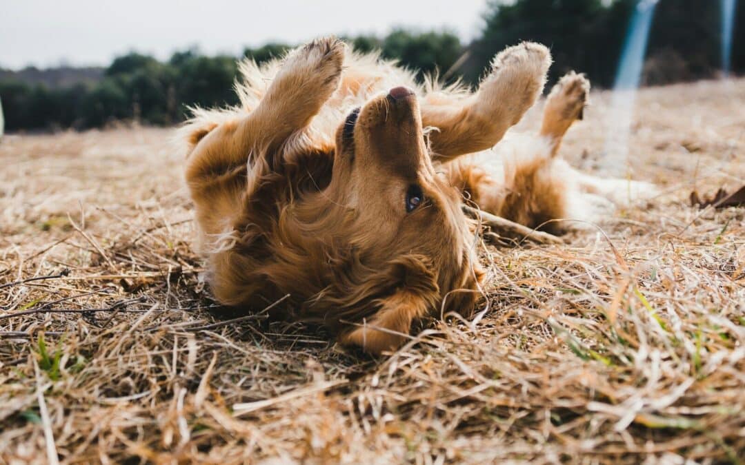 Let the Good Times Roll: The Healthy Benefits of Dogs Playing and How to Make it Happen