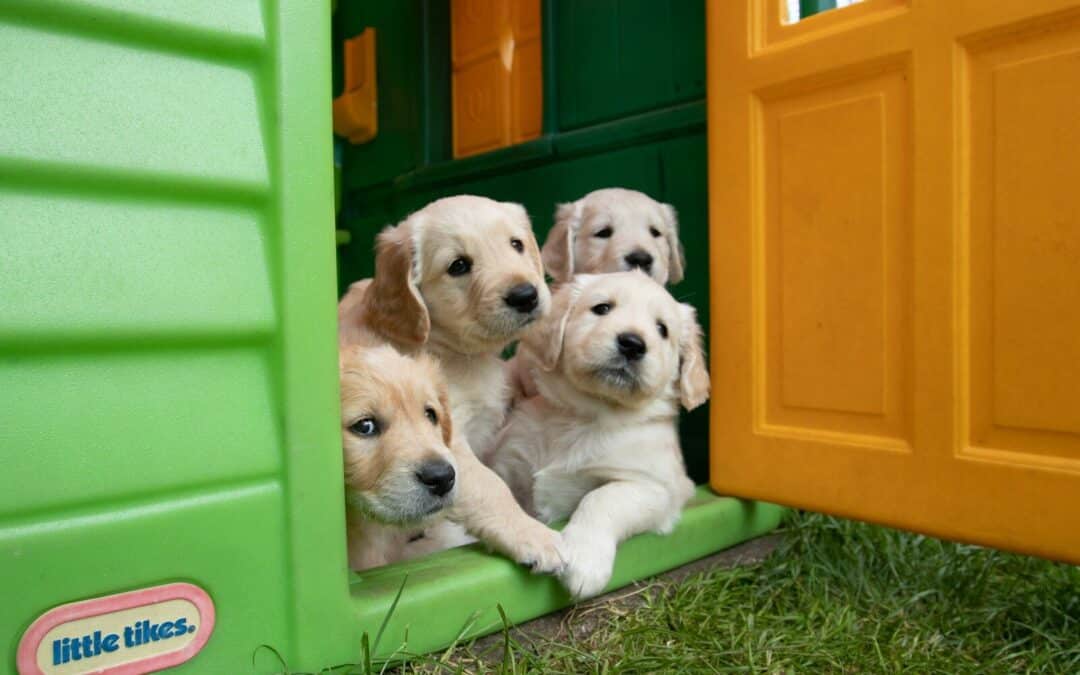 Why Puppy Daycare is a Game Changer for Dog Owners