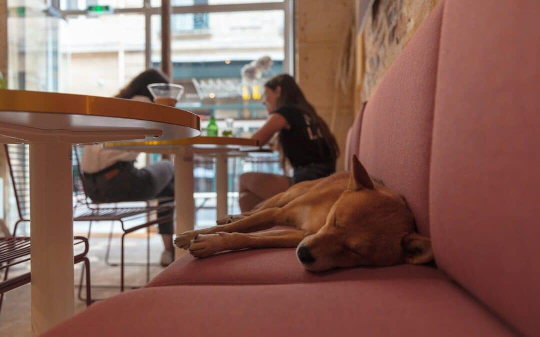 Unleashing Fun: Dog Cafe In Arlington, Virginia