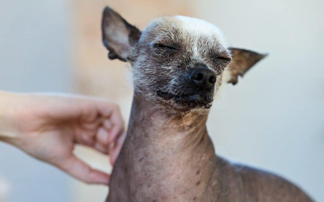 Fighting Dry Skin On Dogs and Nurturing Happy Skin: Home Remedies, Diet And More on