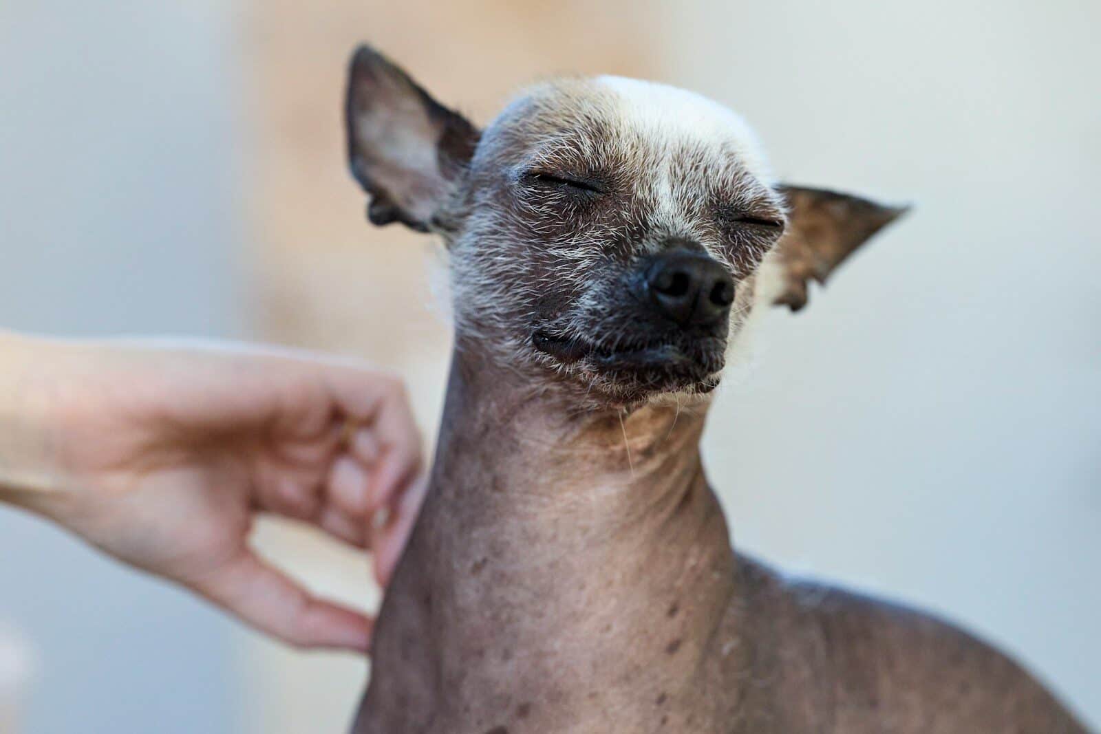 A chinese crested dog being petted