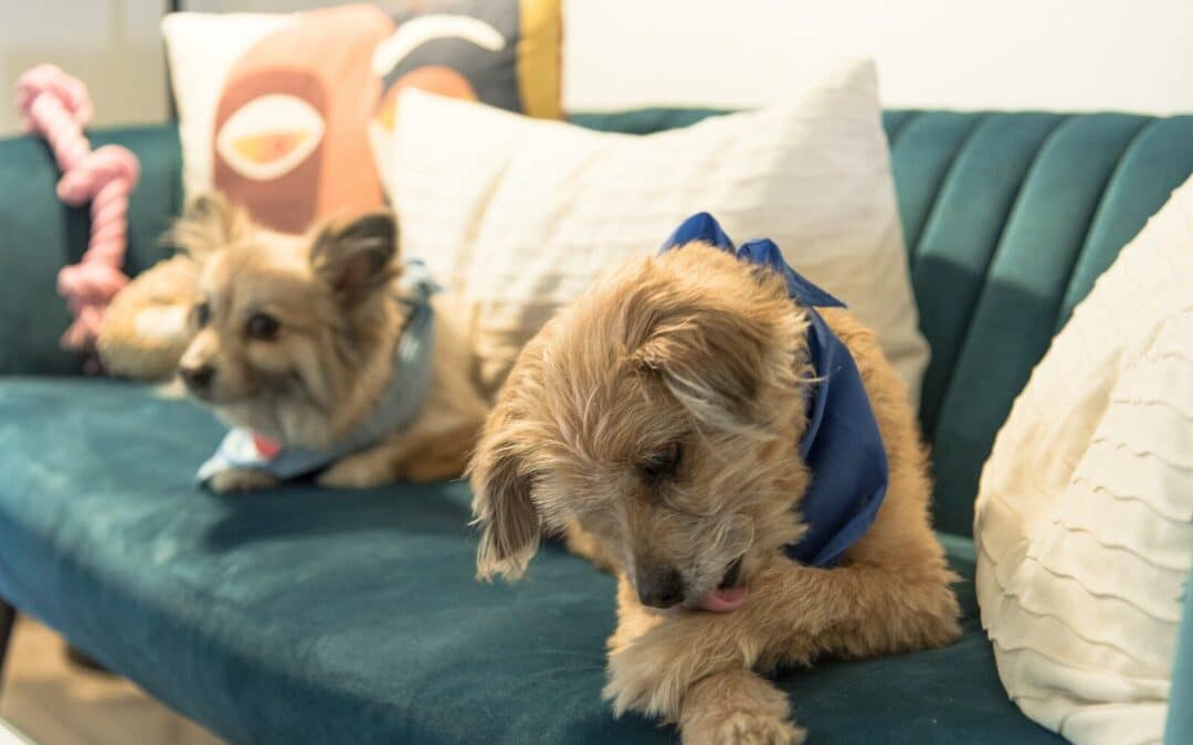 Why Does My Dog Lick His Paws? When It’s Normal VS When It’s Not