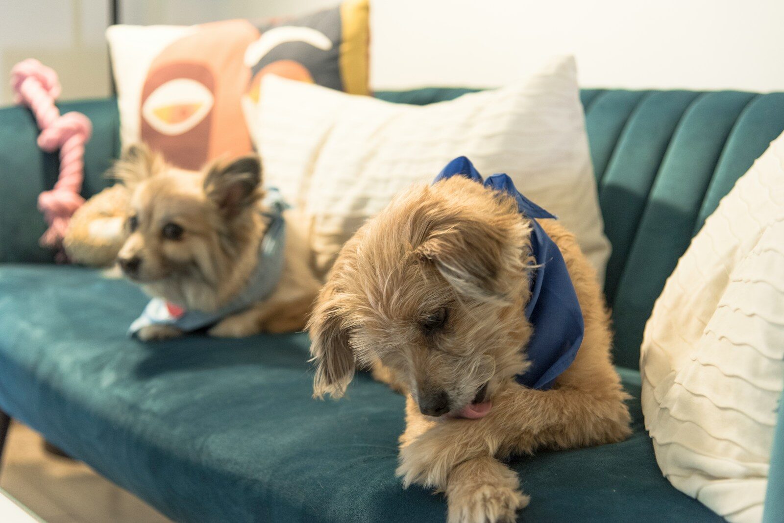 a couple of dogs lying on a couch