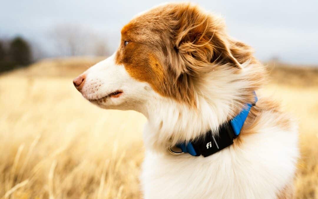 FI Dog Collar: Choosing the Perfect Smart Dog Collar for Your Pooch