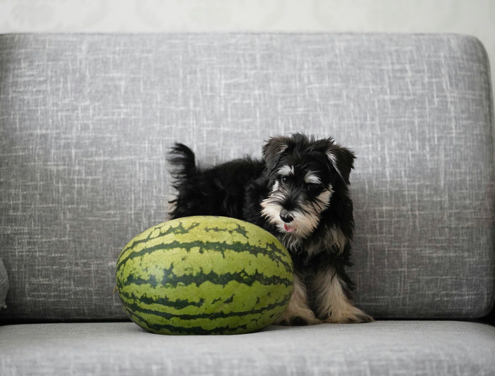black and brown long coated small dog lying on green and yellow ball