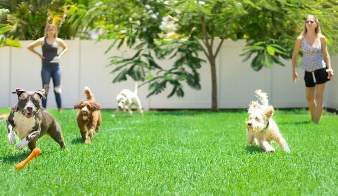 Discover the Ideal Dog Daycare in Arlington for Your Four-Legged Friends