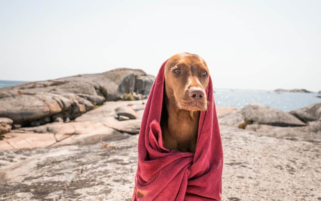 Snouts and Stouts: Best Self Service Dog Bath in Arlington Virginia