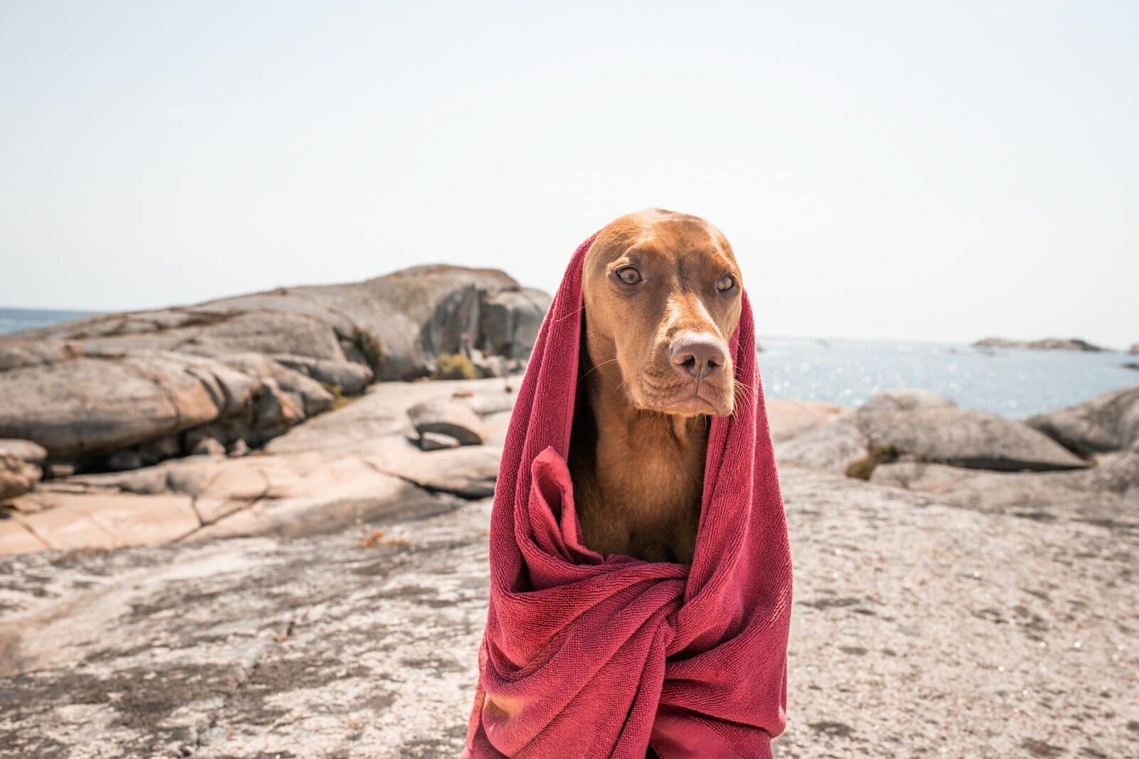 a dog wrapped in a blanket on a rocky beach