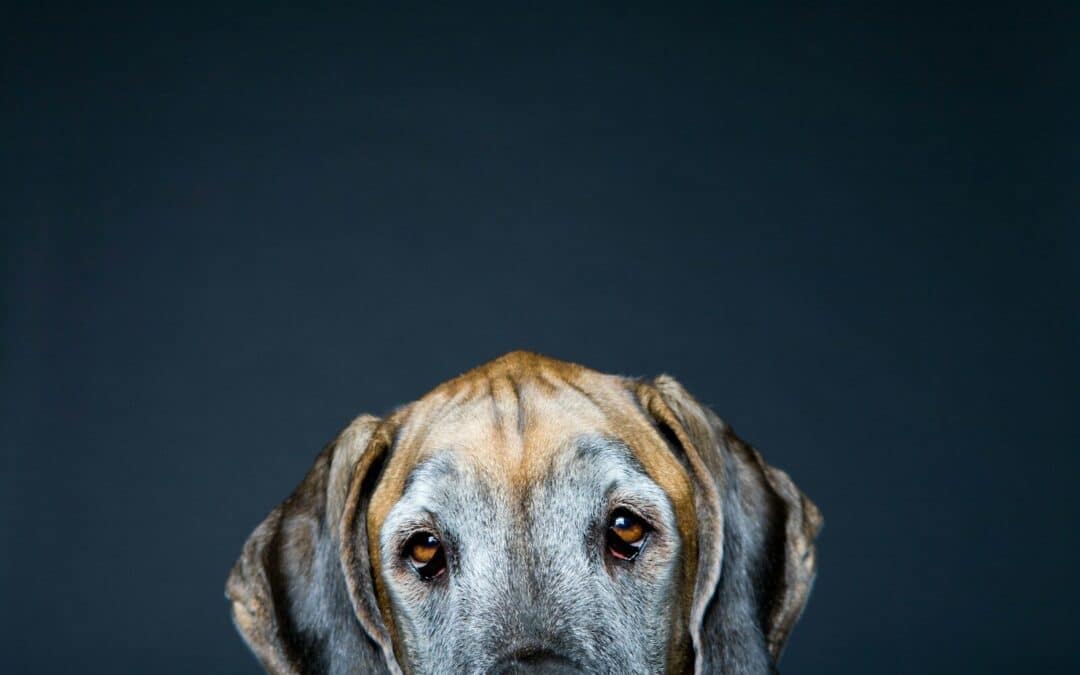 The Best Calming Treats for Dogs to Ease Stress and Anxiety In 2025