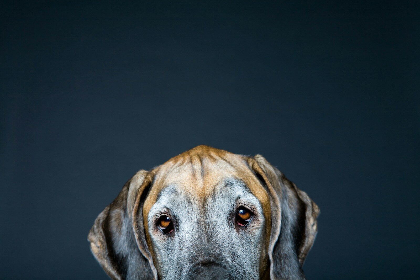 A great dane stares straight ahead.