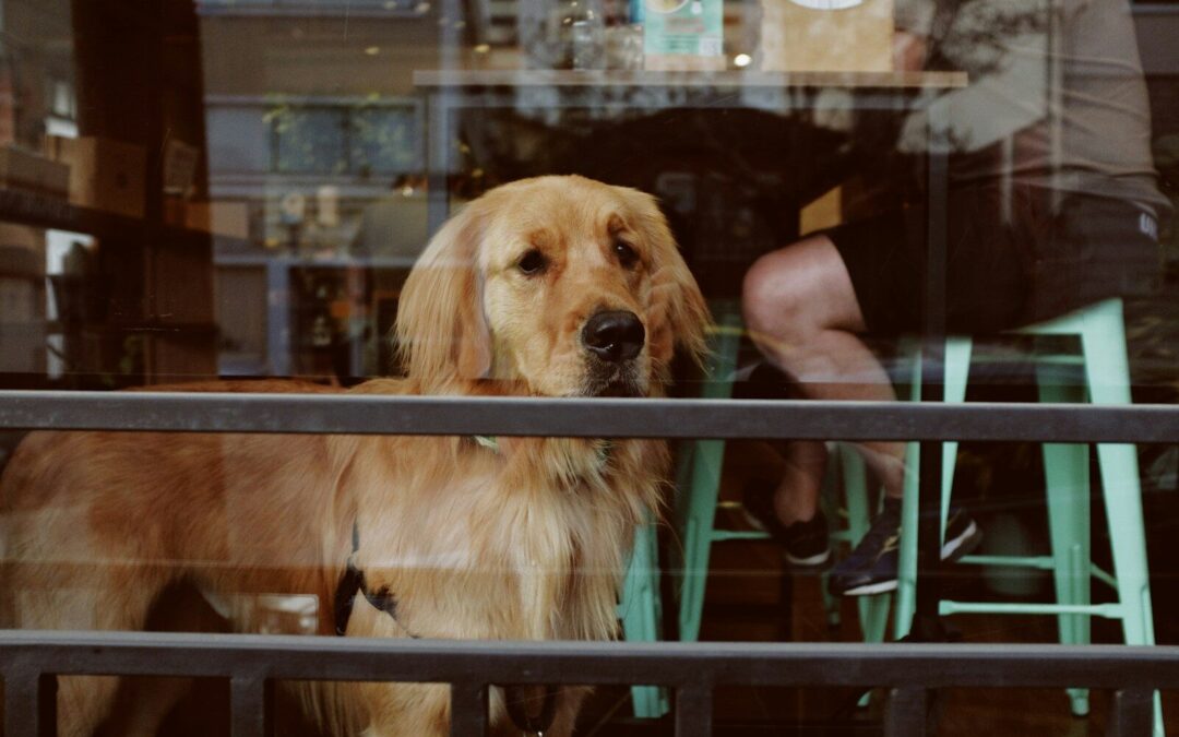 Coffee Shops, Book Stores and More | Top Pet Friendly Places in the DMV