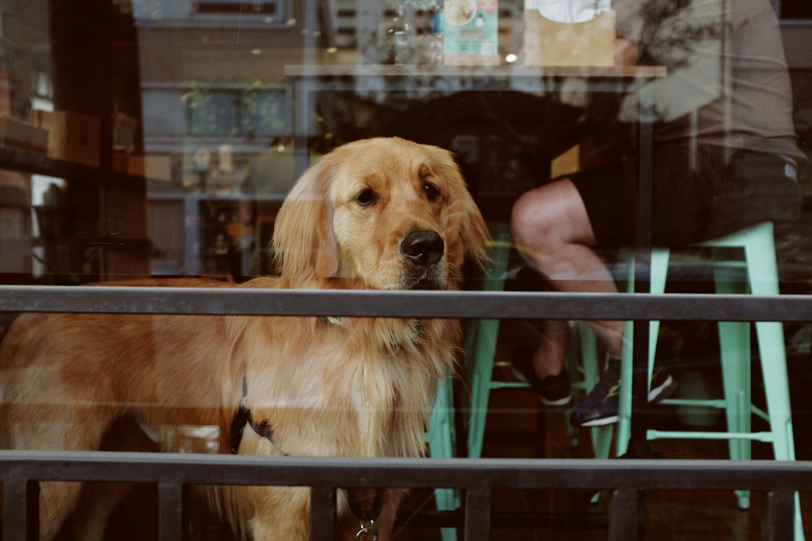 a dog sitting on a bench