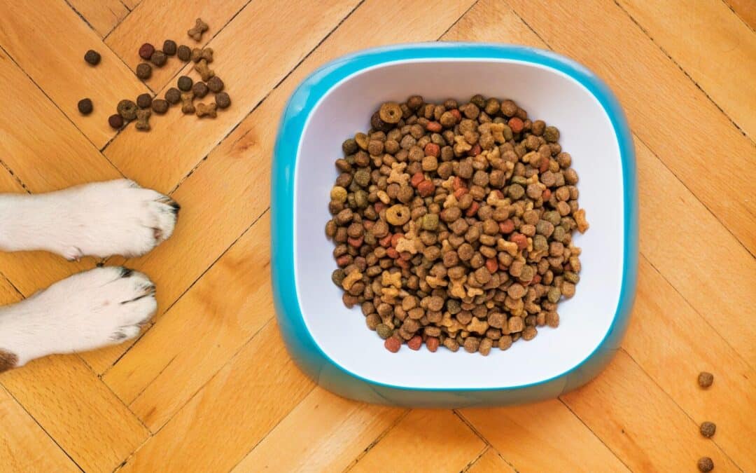 How Much Food to Feed My Dog : Expert Advice for Healthy Feeding Practices