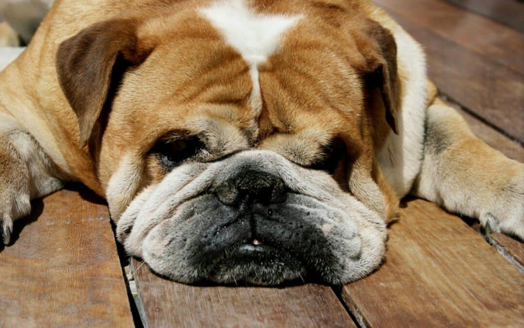 Low Energy Dog Breeds Still Need Exercise: A Practical Guide for Dog Owners in Alexandria and Arlington, VA