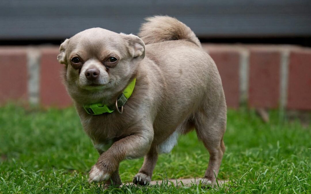 Small Dog Breeds and Exercise: How the Canine Cardio Dog Gym Supports Big Energy in Small Dogs