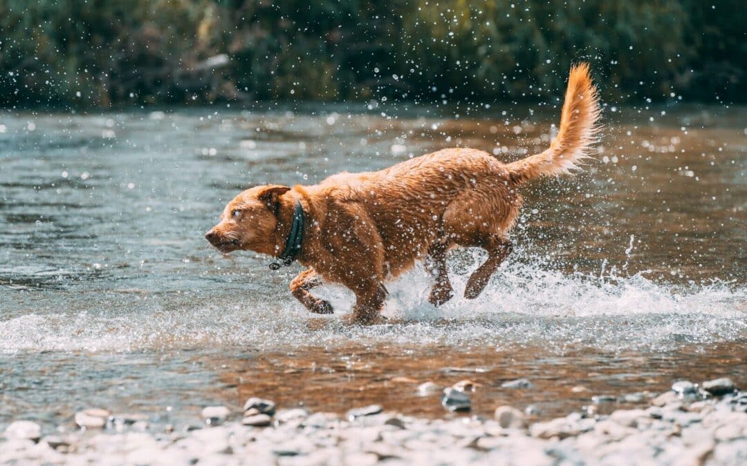 Why Do Dogs Get Zoomies? Understanding Energy, Excitement, and Exercise Needs