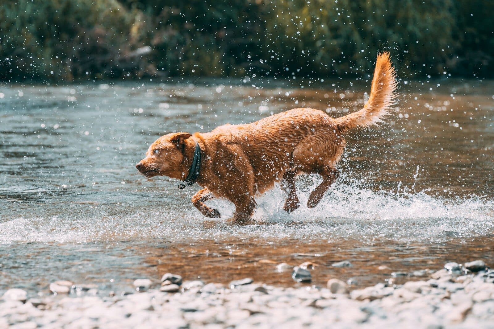brown short coated dog running on water during daytime Why Do Dogs Get Zoomies? Understanding Energy, Excitement, and Exercise Needs