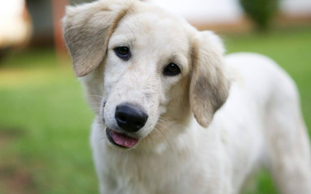 Dog Grooming Tips: A Practical Guide for Healthy Dogs in Alexandria and Arlington