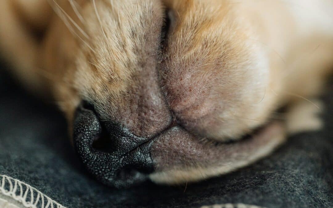 Canine Acne Explained: Causes, Treatment, and How Grooming at Canine Cardio Helps