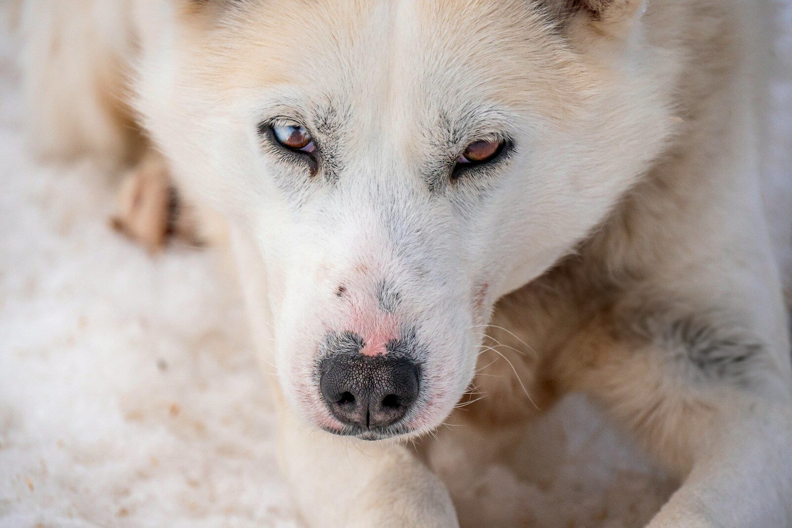 A beautiful husky dog with heterochromia.