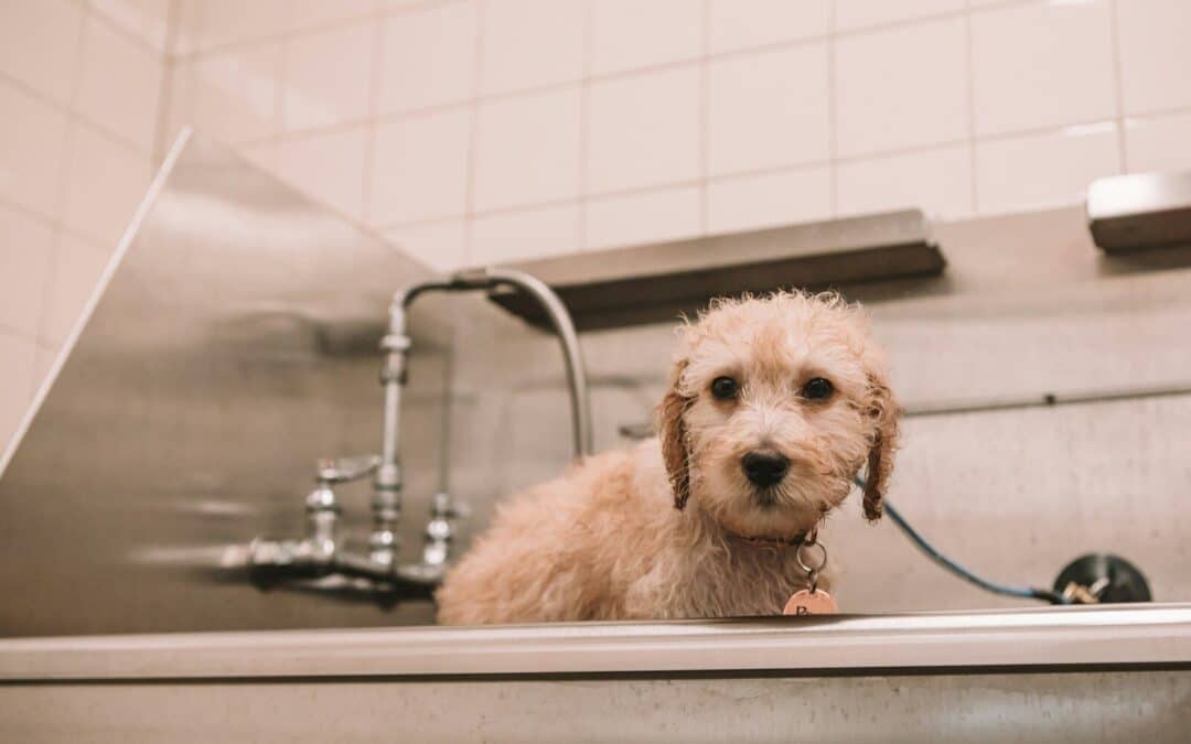 Dog Bath in Alexandria, Virginia for a Cleaner, Happier Dog