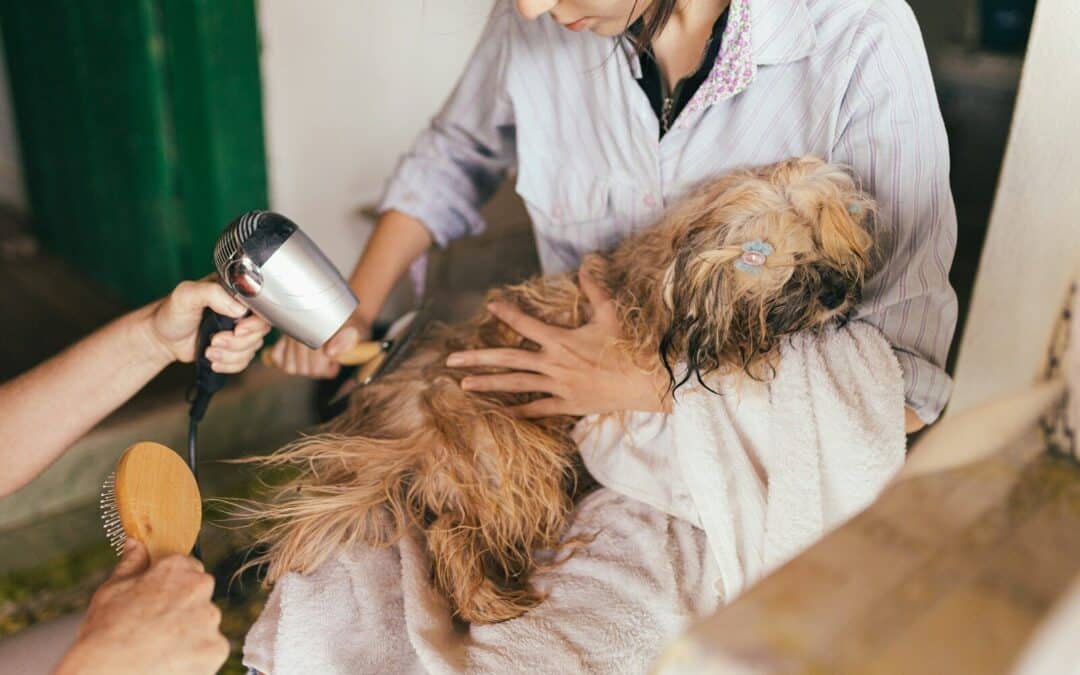Fluffy Dog Breeds: Grooming Tips for Keeping Coats Healthy and Comfortable