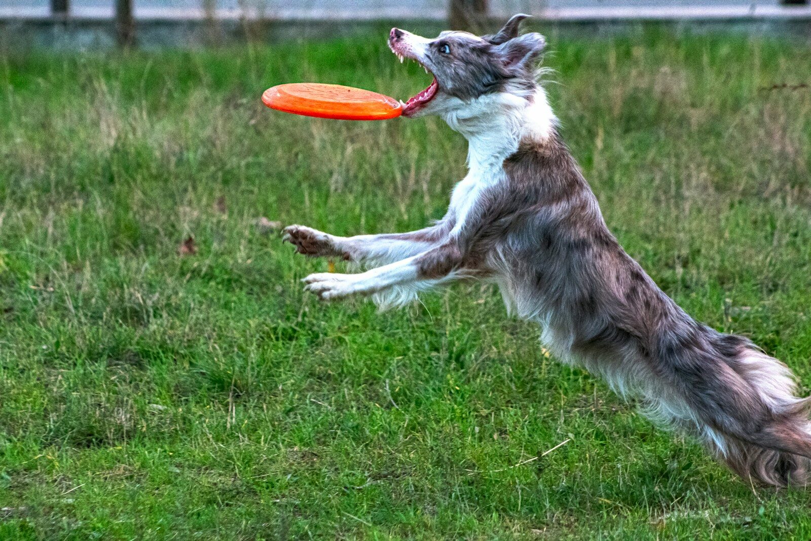 A dog leaping to catch an orange frisbee