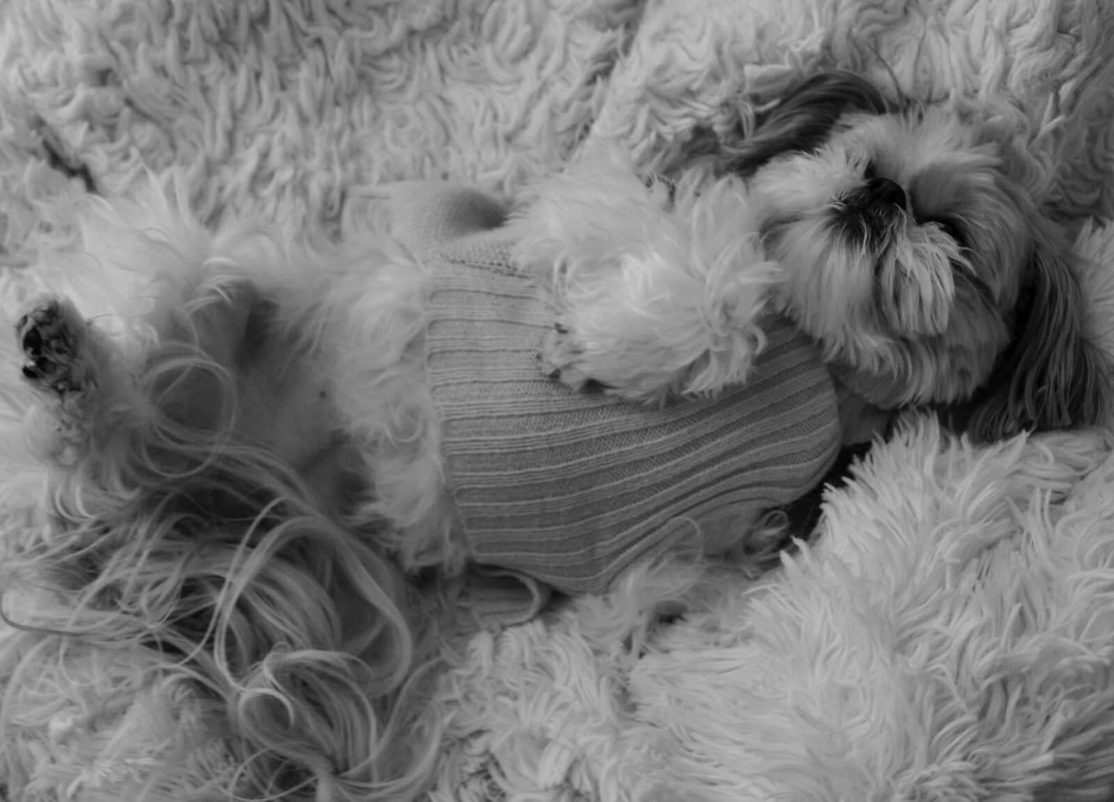 A fluffy dog sleeps on a soft blanket.