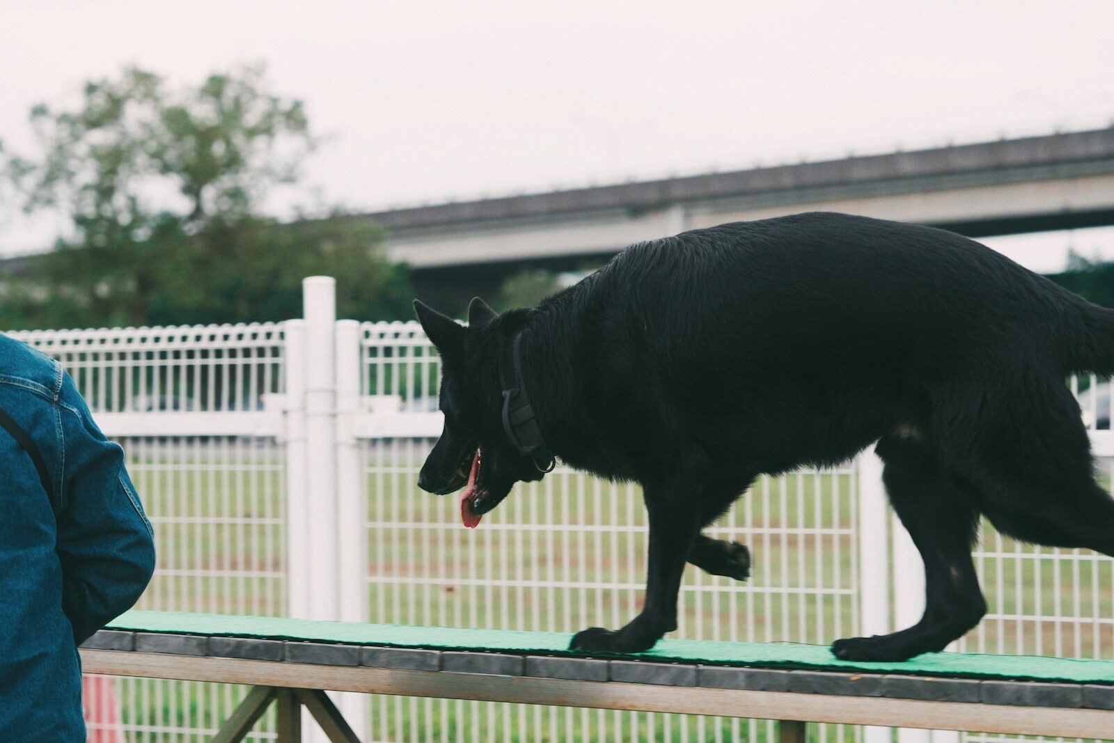 A black dog is jumping over a rail