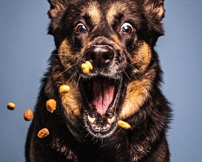 Veterinarian Recommended Dog Food: How Onsite Veterinary Care at Canine Cardio Supports Better Nutrition