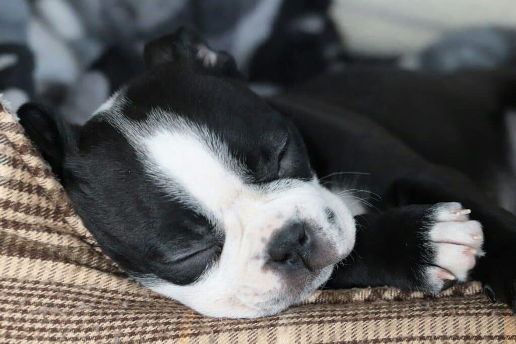 a small black and white dog sleeping on a couch What to Look for in a Dog Boarding Facility in Arlington Virginia