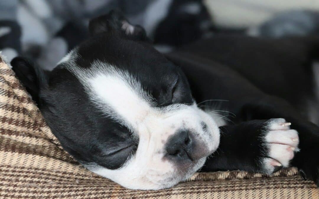 What to Look for in a Dog Boarding Facility in Arlington, Virginia