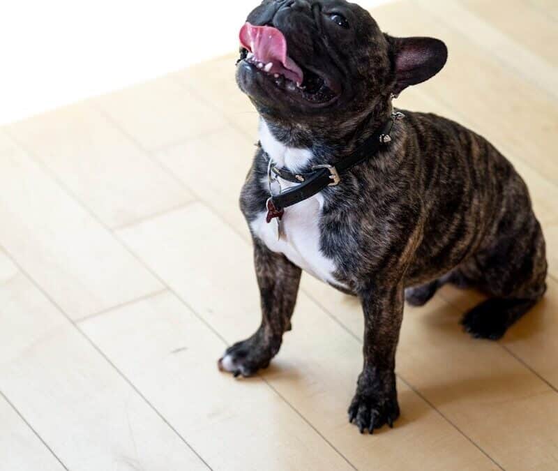 Dog Food With High Protein: A Nutrition Guide for Active Dogs in Alexandria and Arlington, VA