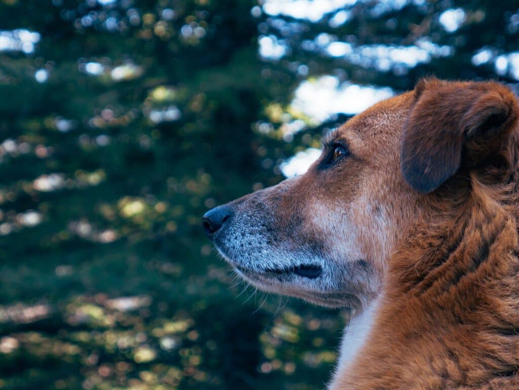 A dog looks into the distance. Dog Boarding Services in Alexandria Virginia for Dogs Who Thrive With Routine