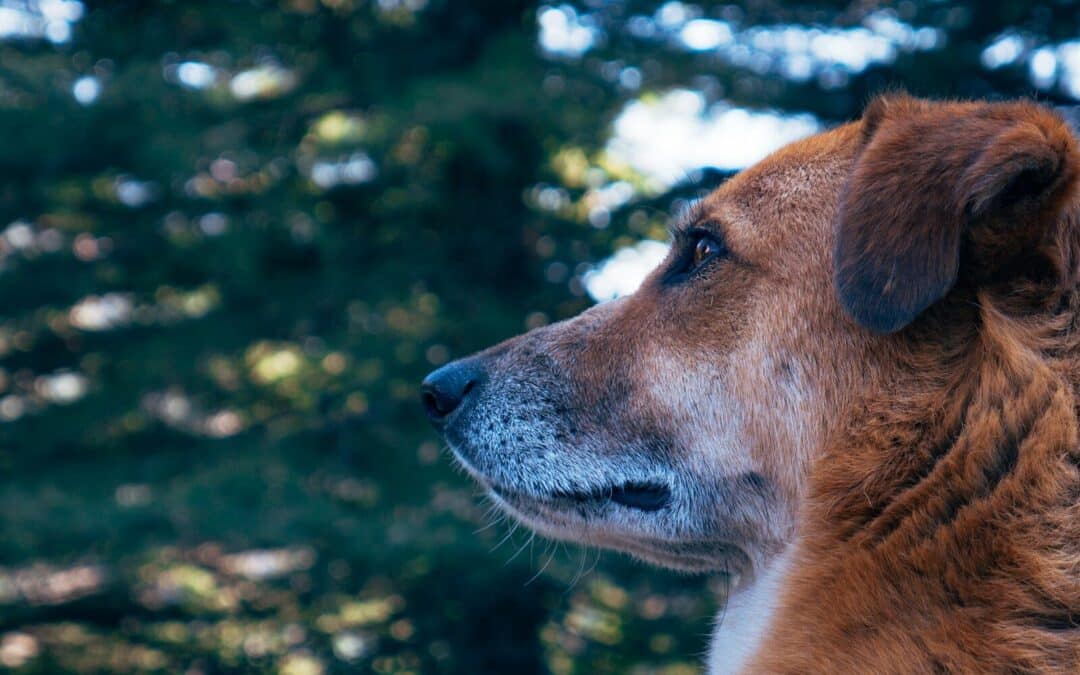 Dog Boarding Services in Alexandria, Virginia for Dogs Who Thrive With Routine
