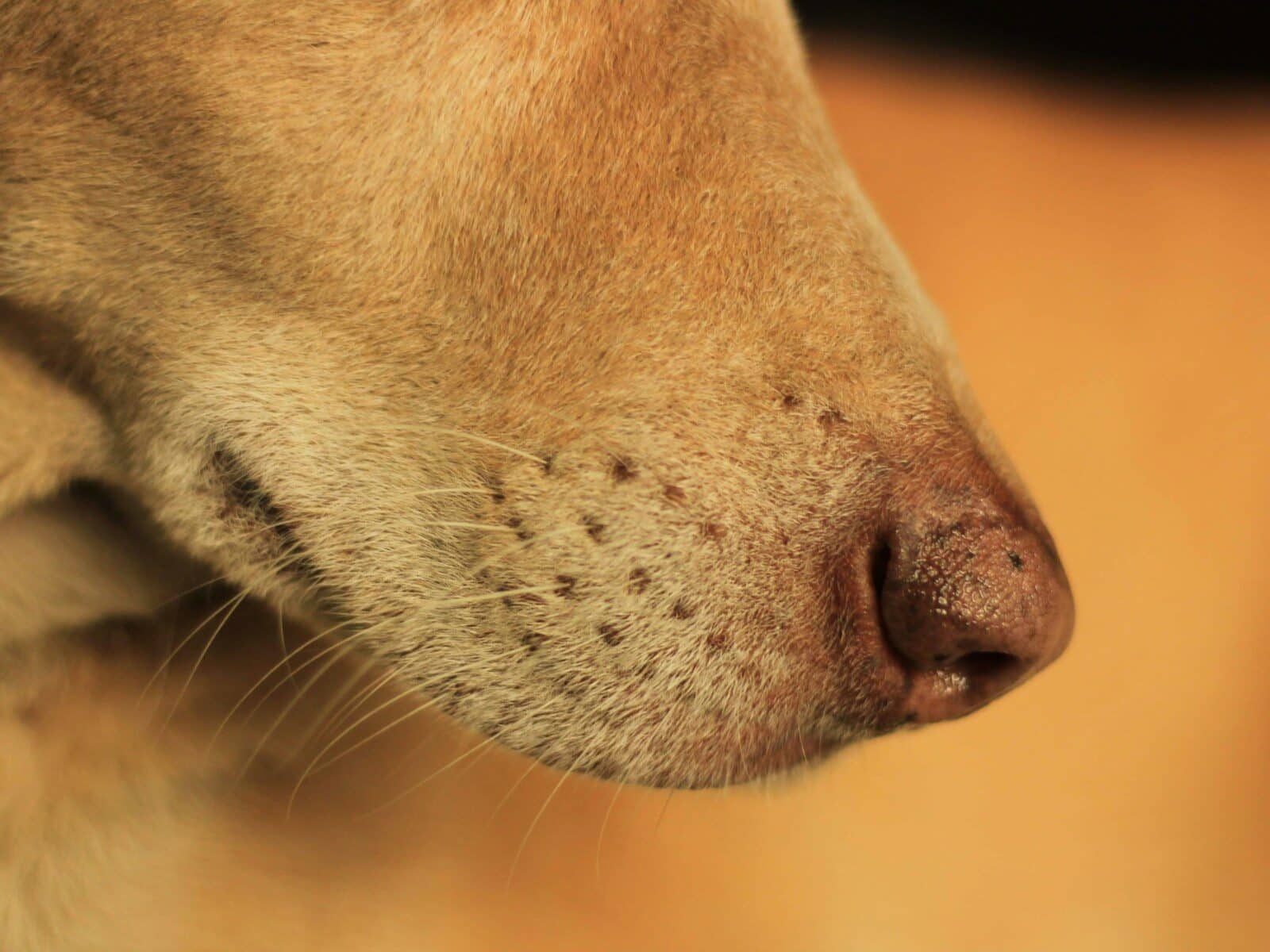 A close up of a dog's face with a blurry background