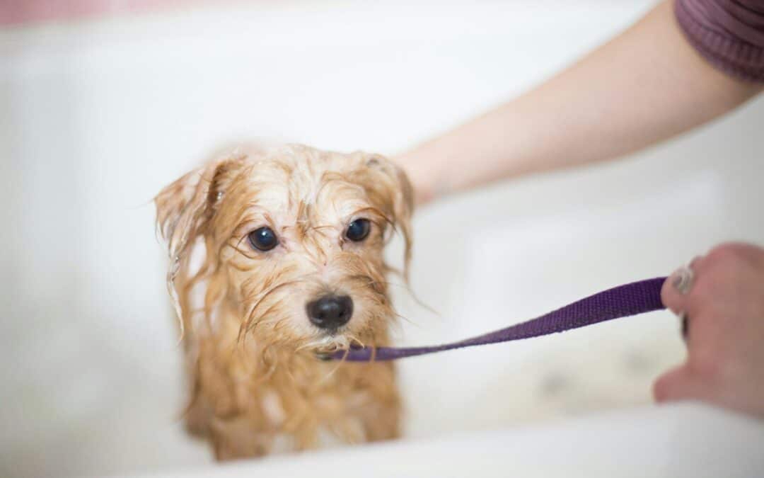 Why Dog Grooming in Arlington, Virginia Should Be Part of a Bigger Care Routine