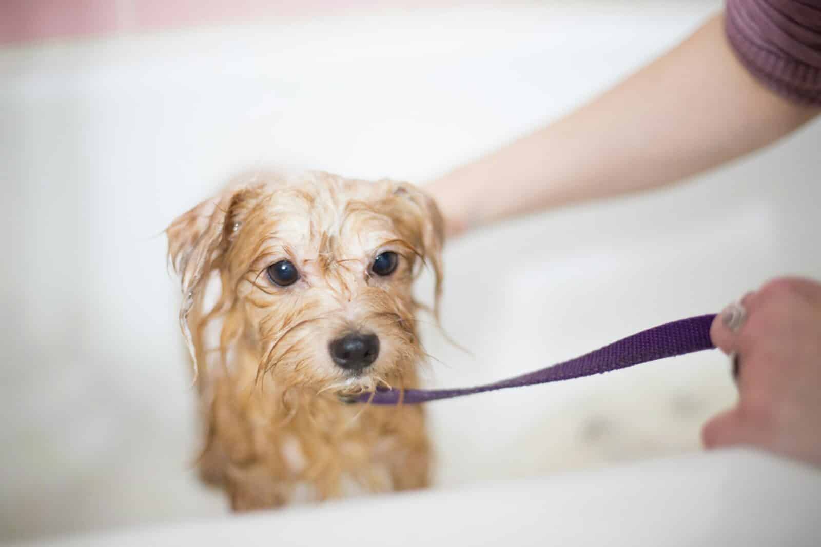 brown long coated small dog Why Dog Grooming in Arlington Virginia Should Be Part of a Bigger Care Routine