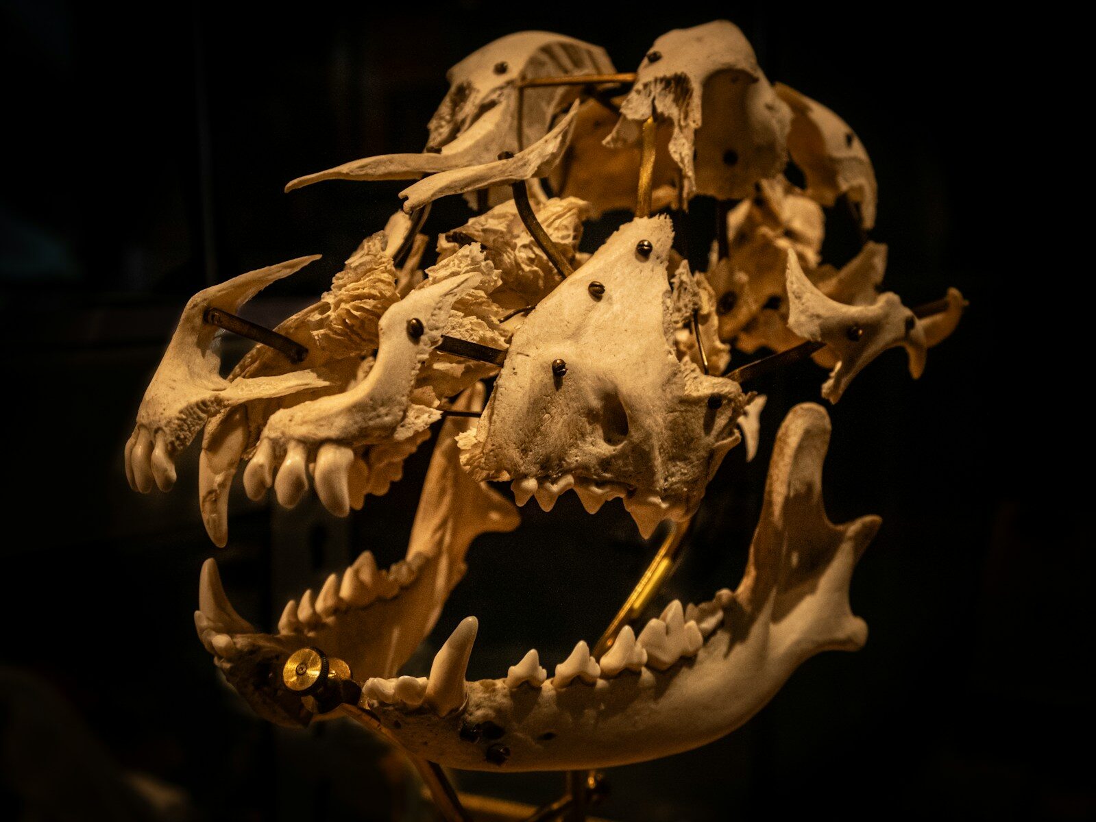 Close-up of a fossilized animal skull with sharp teeth.