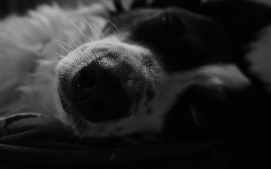 How to Calm a Dog Down: The Role of Exercise, Socialization, and Structured Daycare