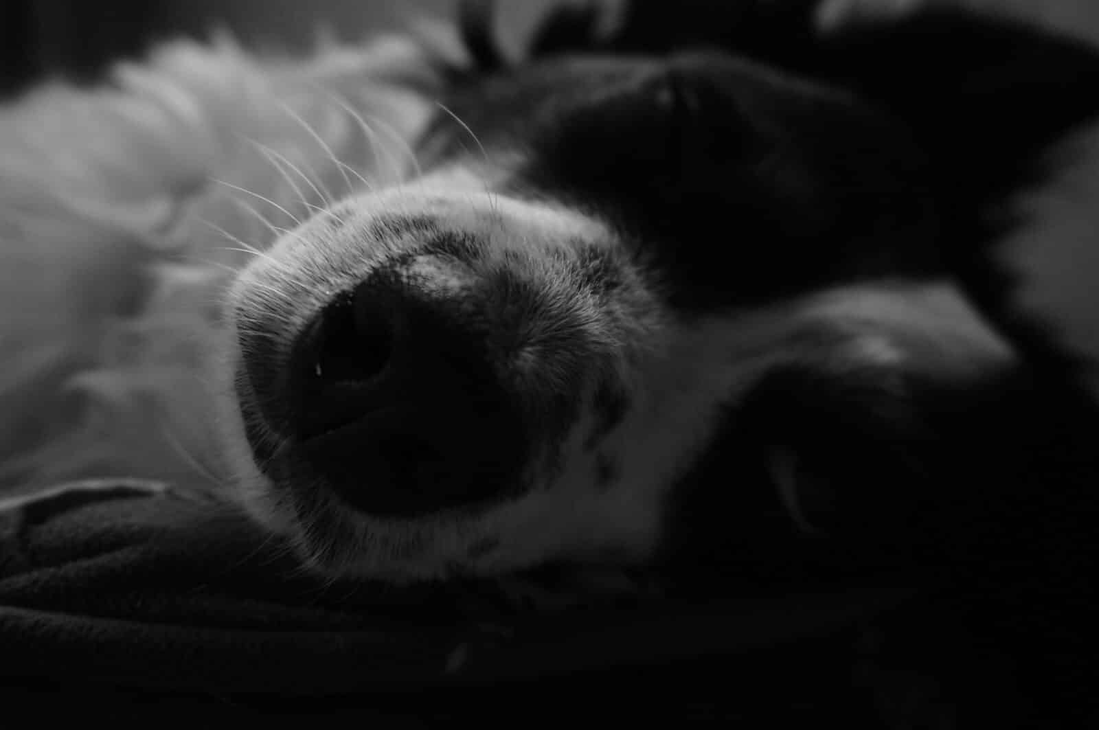 how to calm a dog down